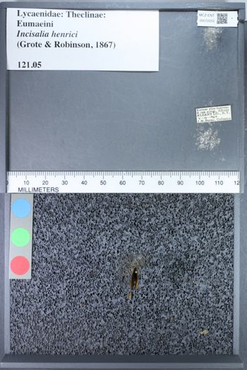 Media type: image;   Entomology 72253